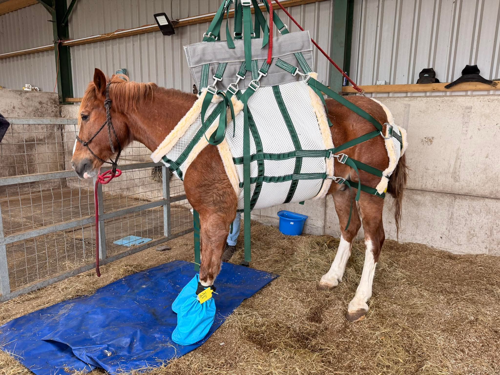 Liftex® / Large Animal Sling