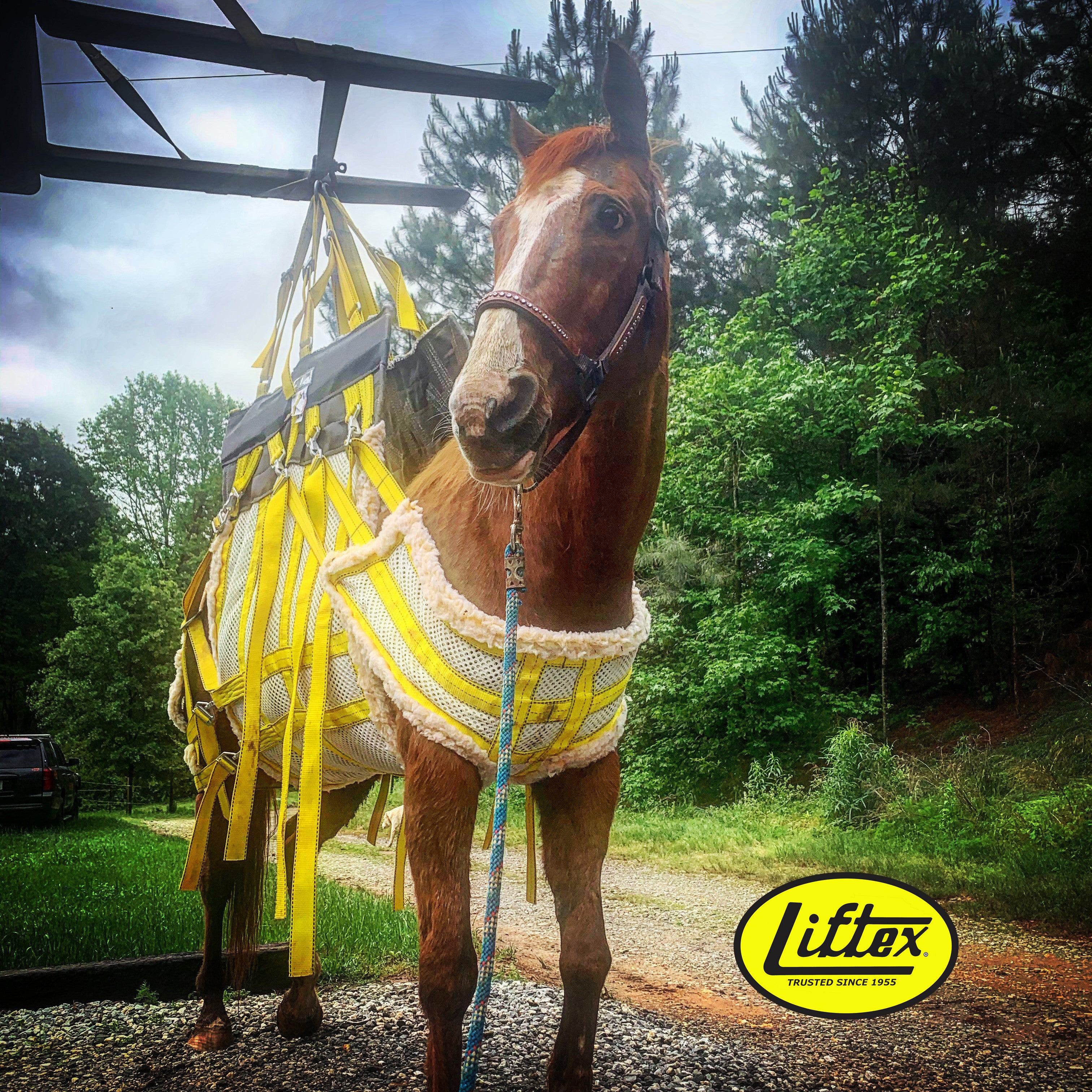 Liftex® / Large Animal Sling